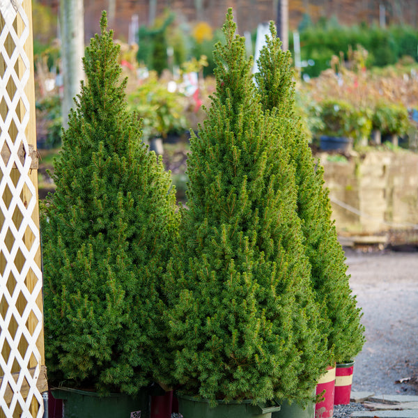 Dwarf Alberta Spruce - Spruce - Conifers