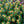 Load image into Gallery viewer, Dwarf Globe Colorado Blue Spruce - Spruce - Conifers
