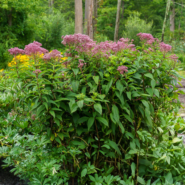 Dwarf Joe Pye Weed