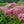 Load image into Gallery viewer, Dwarf Joe Pye Weed
