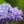 Load image into Gallery viewer, Dwarf Korean Lilac - Lilac - Shrubs

