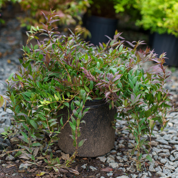 Dwarf Nikko Deutzia