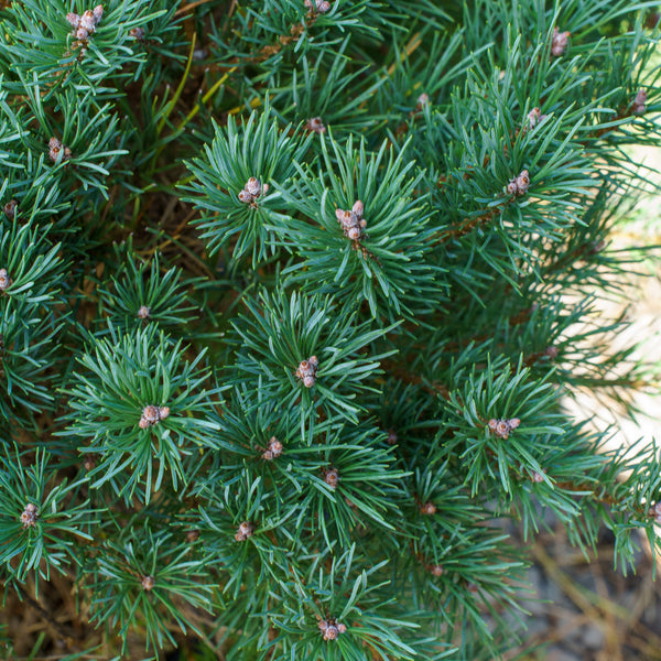 Dwarf Scotch Pine