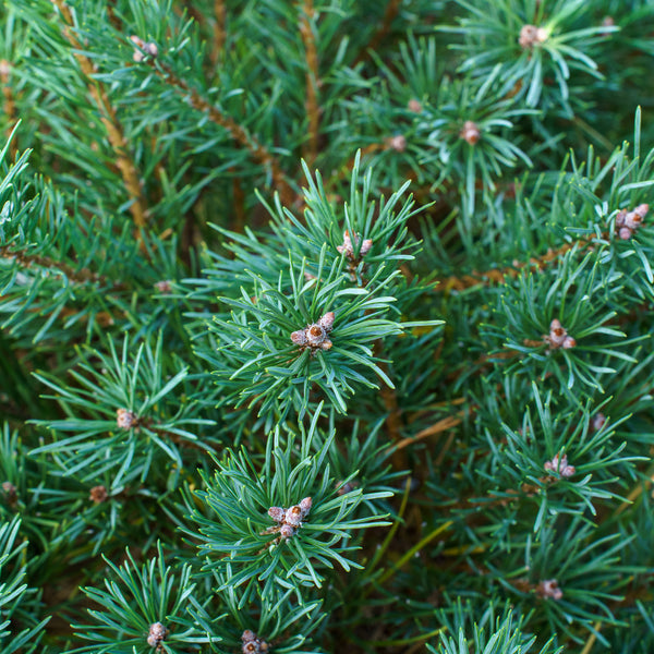 Dwarf Scotch Pine