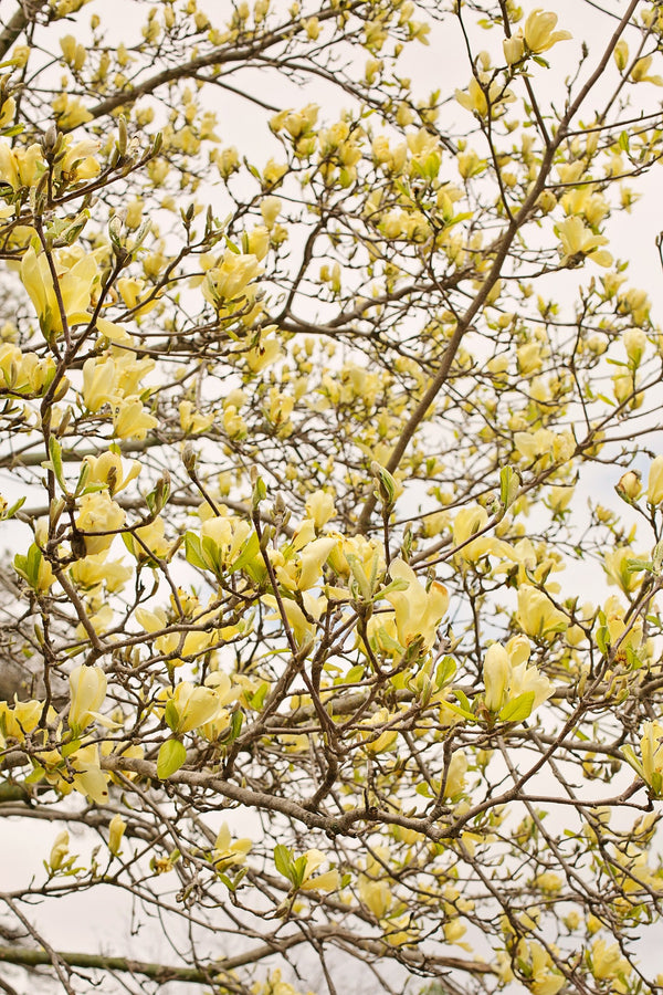 Elizabeth Magnolia - Magnolia - Flowering Trees