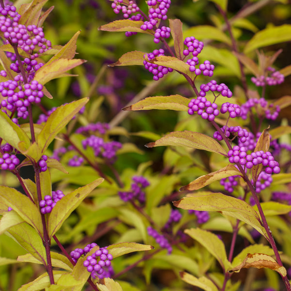 Early Amethyst Beautyberry