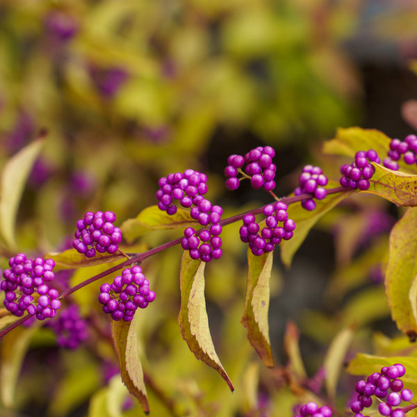 Early Amethyst Beautyberry