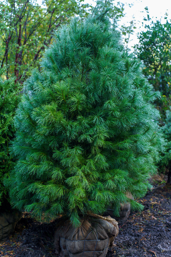 Eastern White Pine