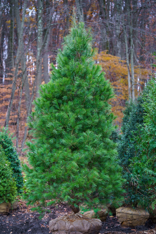 Eastern White Pine - Pine - Conifers