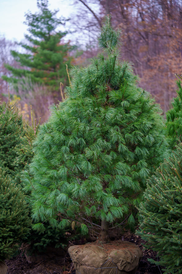 Eastern White Pine - Pine - Conifers