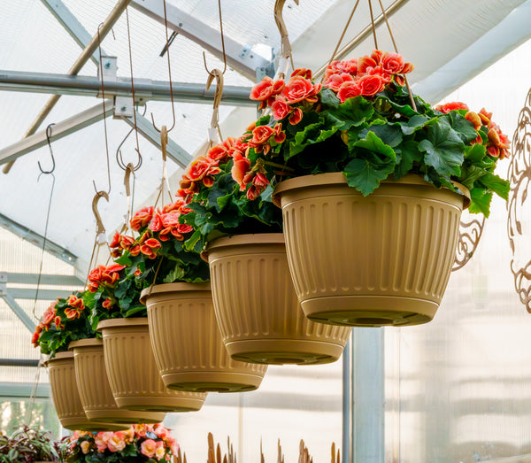 Elatior Begonia Hanging Basket