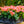 Load image into Gallery viewer, Elatior Begonia - Begonias - Houseplants

