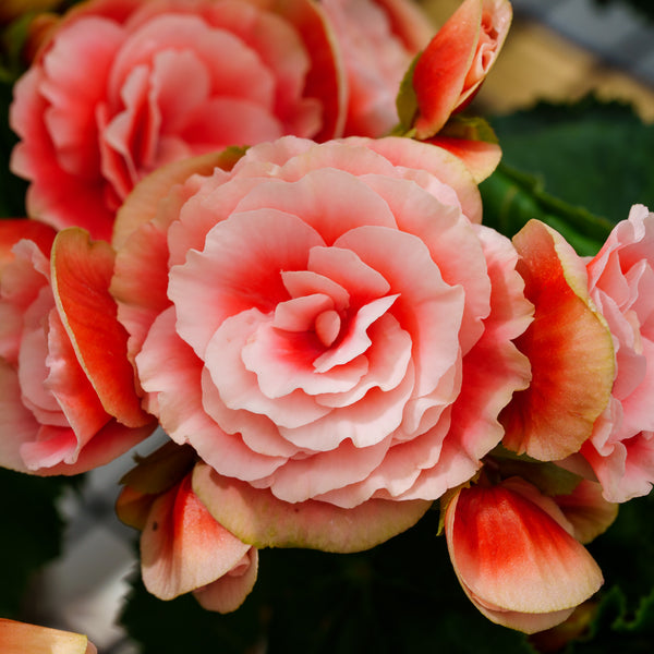 Elatior Begonia Hanging Basket