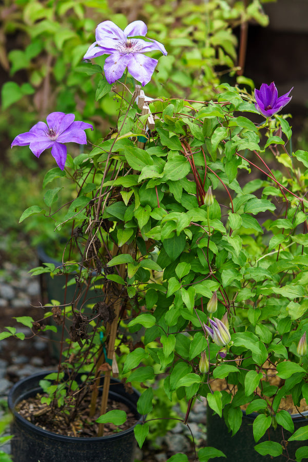 Elsa Spaeth Clematis