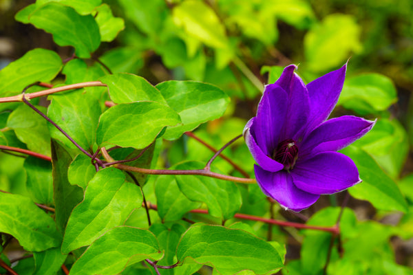 Elsa Spaeth Clematis