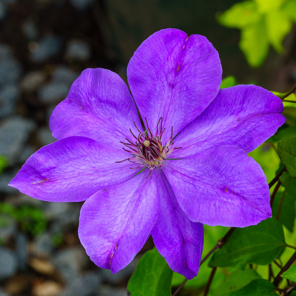 Elsa Spaeth Clematis