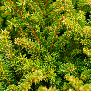 Emerald Spreader Yew - Yew - Shrubs