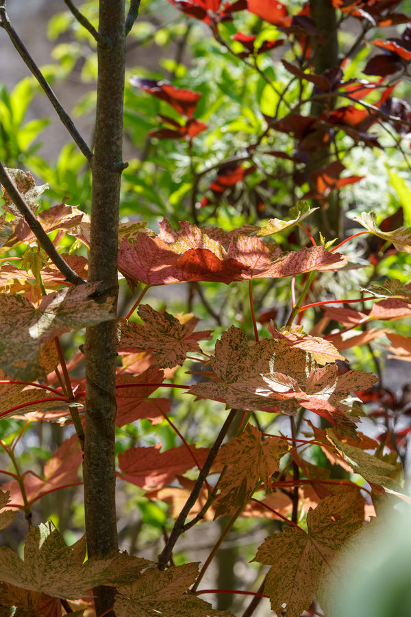 Eskimo Sunset Sycamore Maple - Maple - Shade Trees