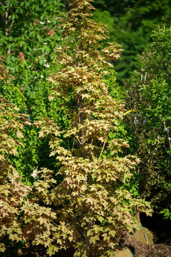 Eskimo Sunset Sycamore Maple - Maple - Shade Trees