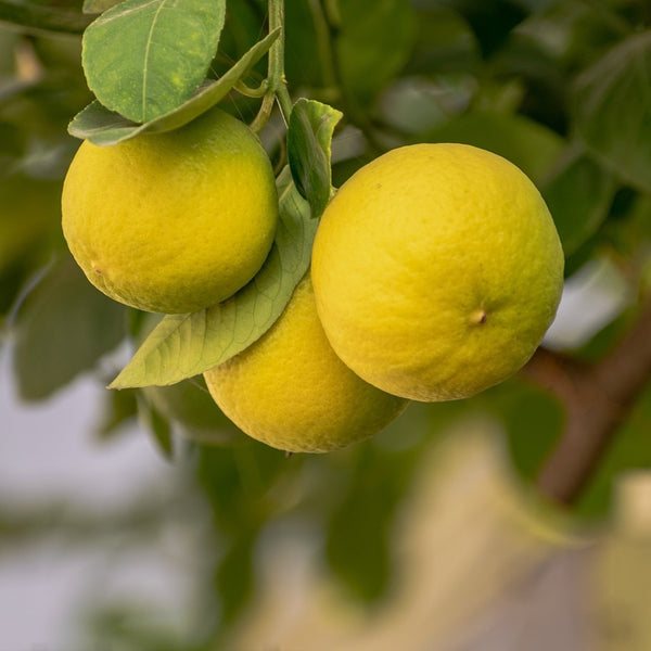 Eureka Lemon Tree