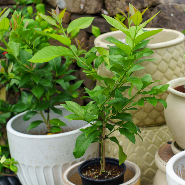 Eureka Lemon Tree