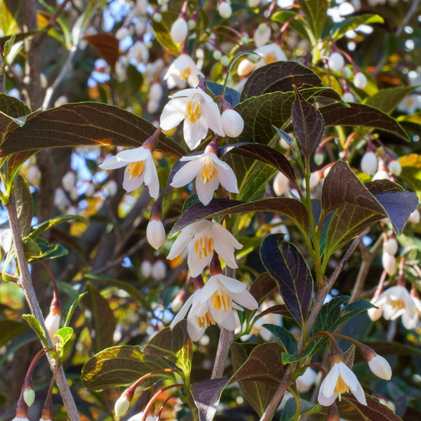 Evening Light Japanese Snowbell