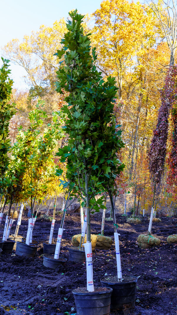 Exclamation! London Planetree