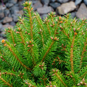 Fat Cat Norway Spruce - Spruce - Conifers