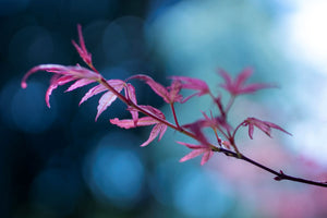 Fireball Japanese Maple Leaves