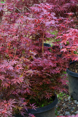 Fireball Japanese Maple Form