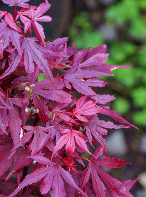 Fireball Japanese Maple Leaves