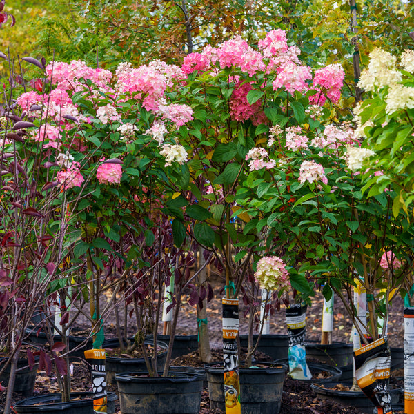 Fire Light Hydrangea - Hydrangea - Shrubs