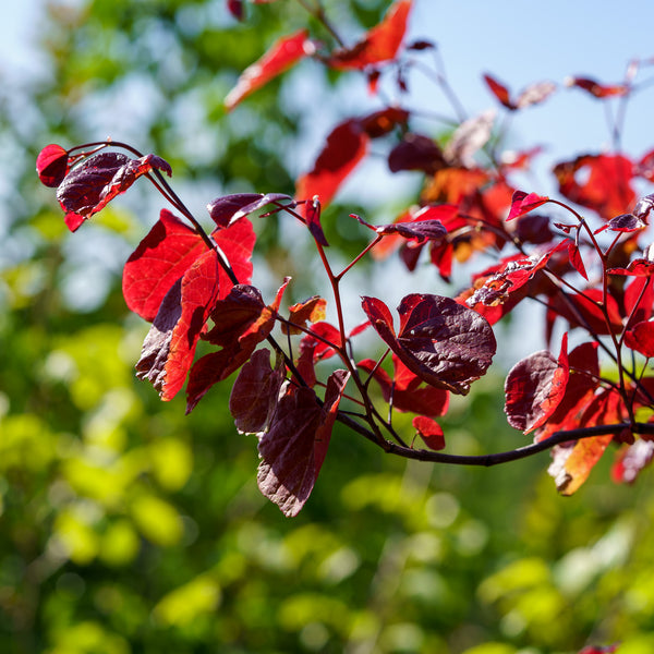 Flame Thrower Redbud - Redbud - Flowering Trees