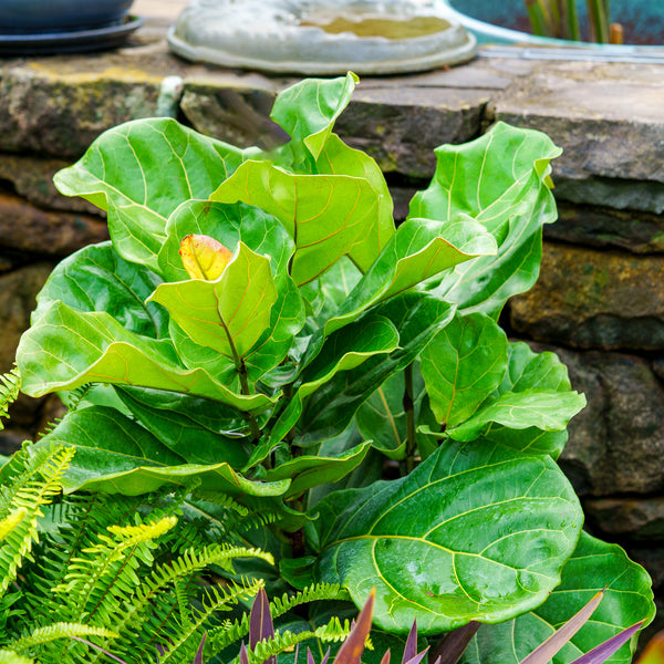 Fiddle Leaf Fig - Ficus - Houseplants