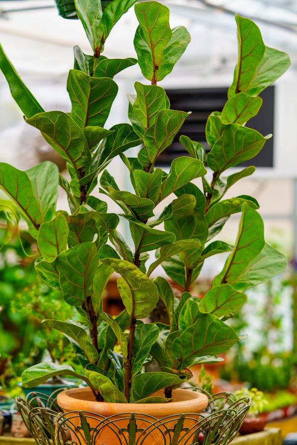 Fiddle Leaf Fig - Ficus - Houseplants