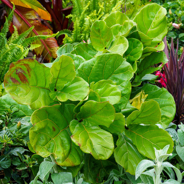 Fiddle Leaf Fig - Ficus - Houseplants