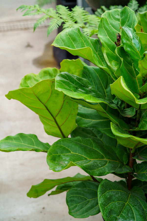 Fiddle Leaf Fig - Ficus - Houseplants