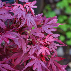 Fireball Japanese Maple - Japanese Maple - Japanese Maples