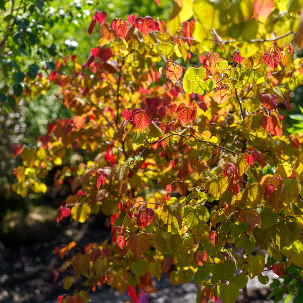 Flame Thrower Redbud - Redbud - Flowering Trees