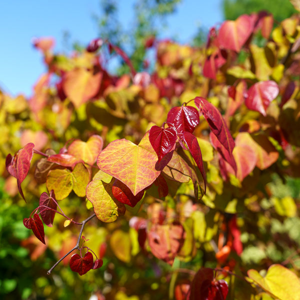 Flame Thrower Redbud - Redbud - Flowering Trees