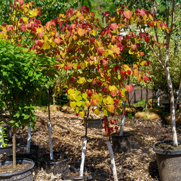 Flame Thrower Redbud - Redbud - Flowering Trees