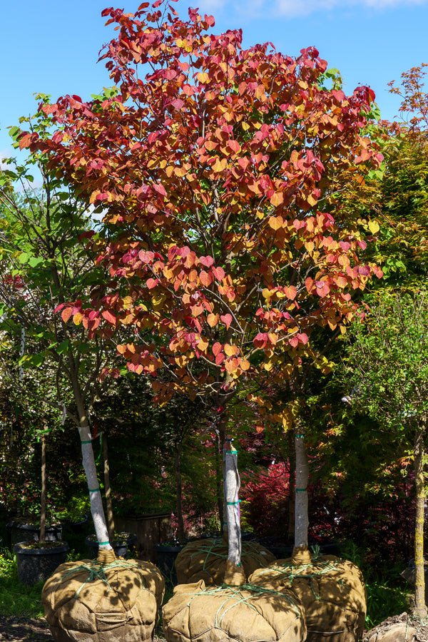 Flame Thrower Redbud