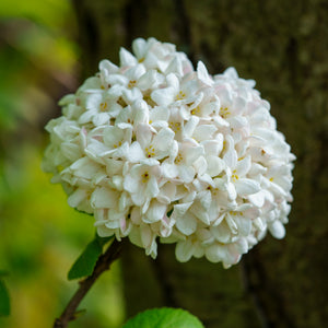 Fragrant Snowball Viburnum - Viburnum - Shrubs