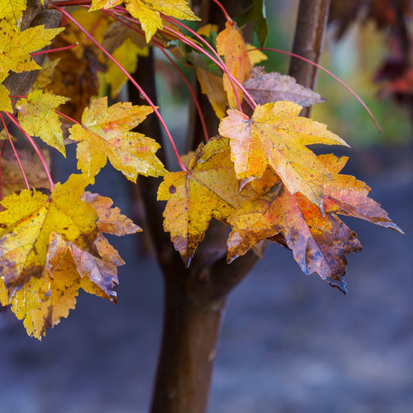 Frank Jr. Redpointe Red Maple