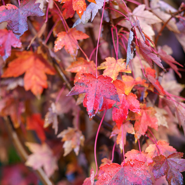 Frank Jr. Redpointe Red Maple