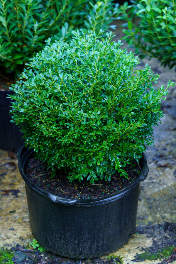 Franklins Gem Boxwood