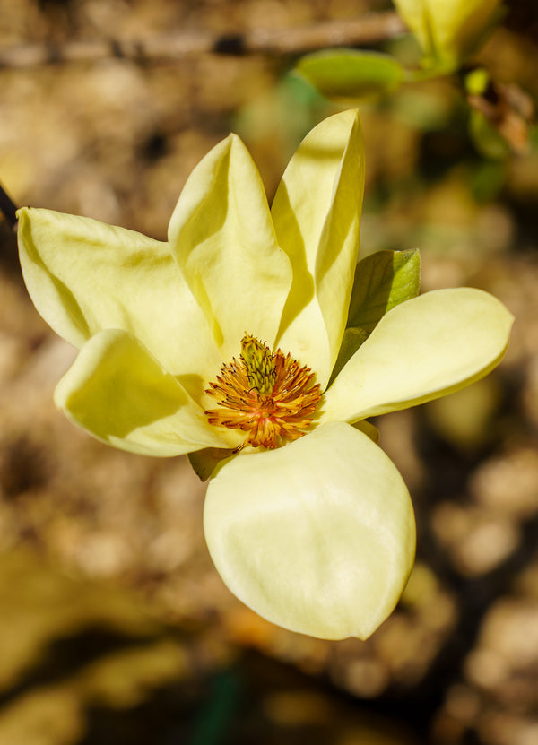 Golden Gift Magnolia - Magnolia - Flowering Trees