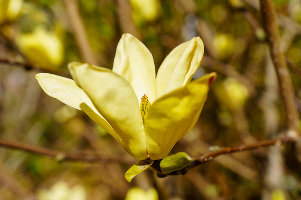 Golden Gift Magnolia - Magnolia - Flowering Trees