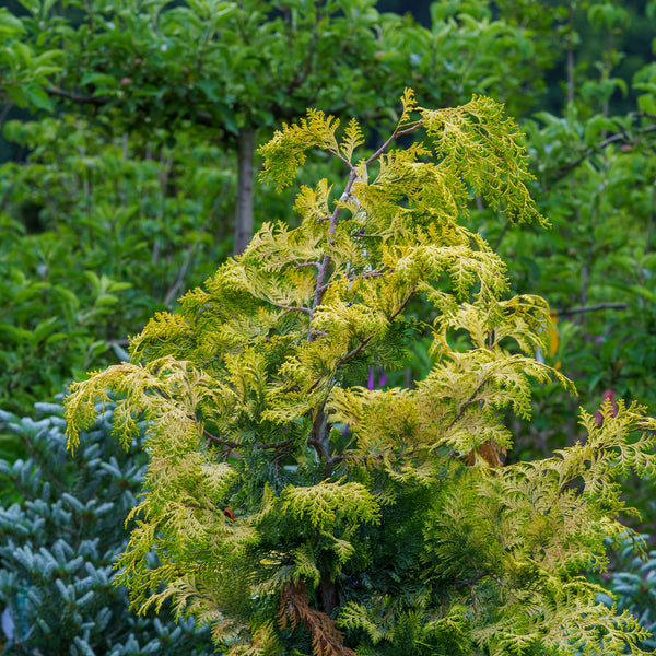 Golden Hinoki False Cypress - Cypress - Conifers