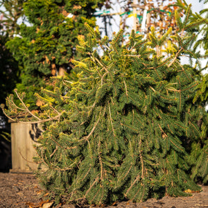 Gold Drift Norway Spruce - Spruce - Conifers